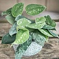 4p! Pothos Satin /Devil's Ivy /Tropical