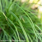 #1 Grass Carex osh EverColor 'Everlite'/ Variegated Sedge