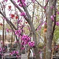 #7 Cercis x Merlot/ Purple Foliage Redbud