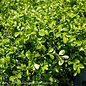 #3 Buxus NewGen Independence/ Boxwood