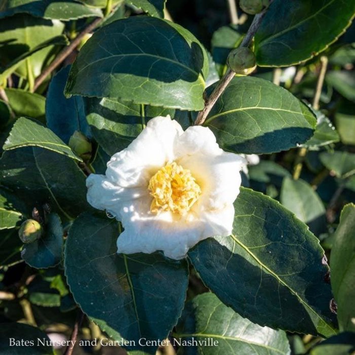 #3 Camellia Assorted - No Warranty