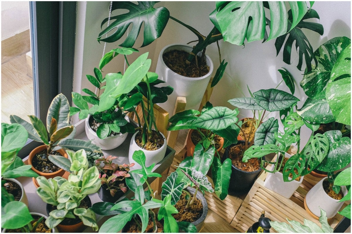 Working with Redfin | Experts Share 11 Plants For Your Home
