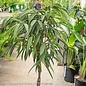 10p! Ficus Alii STD Standard or Braid /Tropical