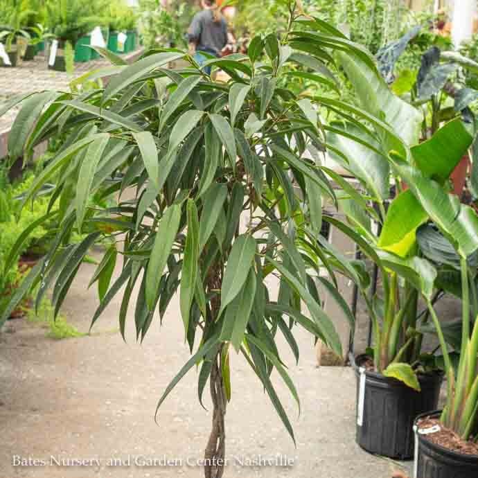 10p! Ficus Alii STD Standard or Braid /Tropical