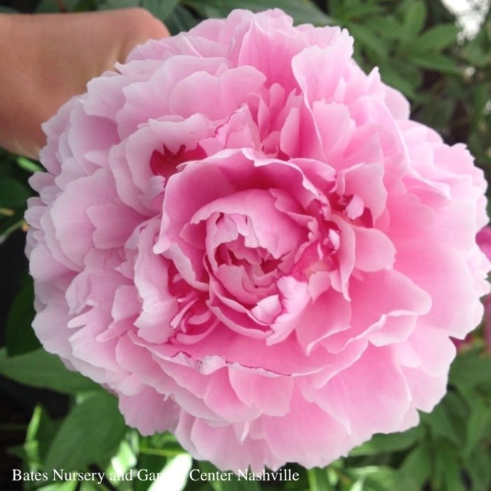 #1 Paeonia x Sarah Bernhardt/ Double Pink Peony