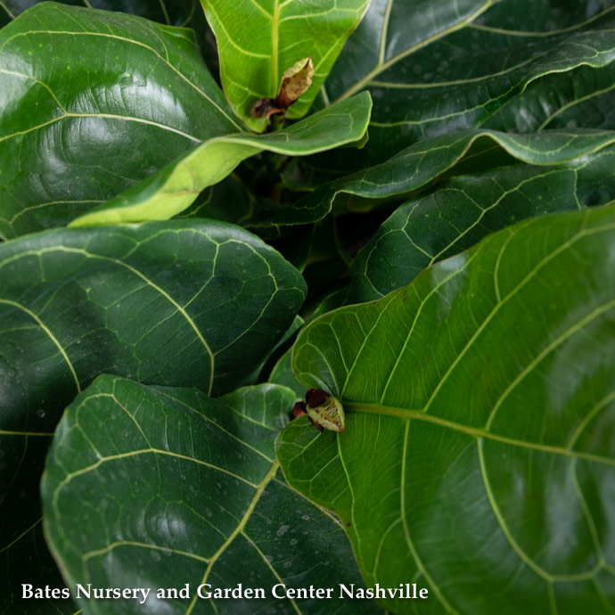 8p! Ficus Lyrata BUSH /Fiddleleaf Fig /Tropical - No Warranty