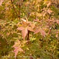 #15 Acer pal Bihou/ Upright Yellow-Green Japanese Maple