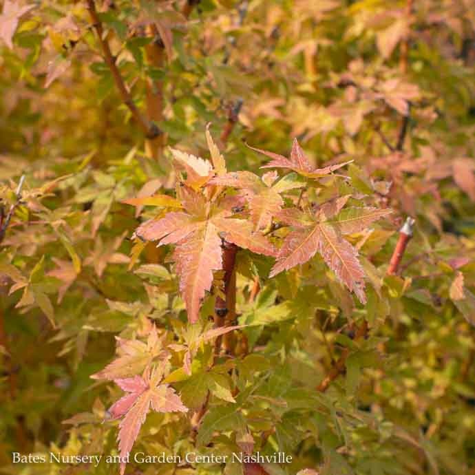 #15 Acer pal Bihou/ Upright Yellow-Green Japanese Maple