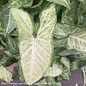 8p! Nephthytis /Syngonium POLE 36" / Arrowhead Plant /Tropical