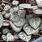 4p! Ceropegia woodii /String of Hearts Succulent /Tropical