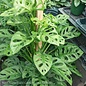 6p! Philodendron Swiss Cheese  / Split Leaf TOTEM /Monstera adonsonii /Tropical