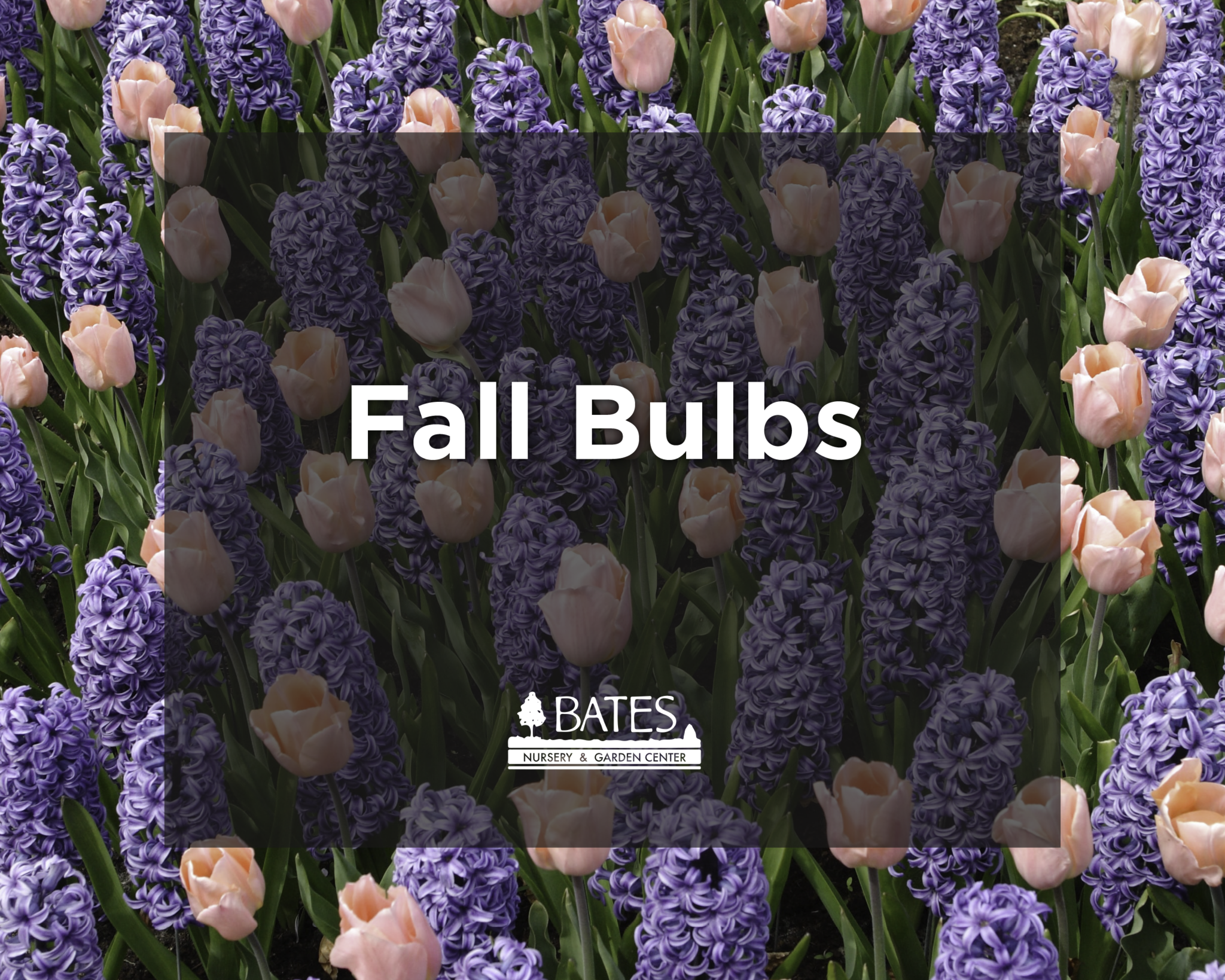 Fall Bulbs