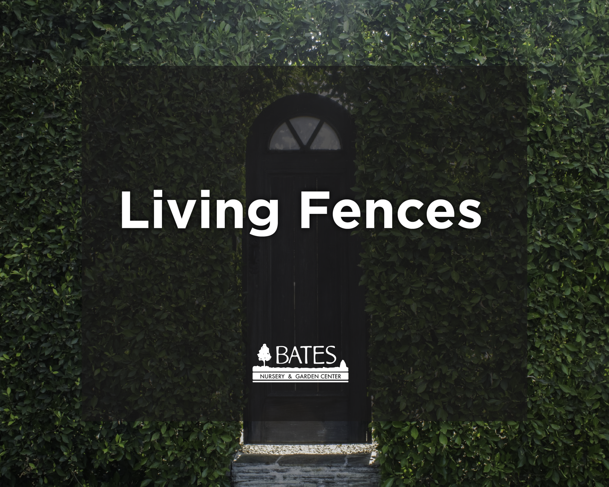 Living Fences | Vines and Plants that Make Green Walls