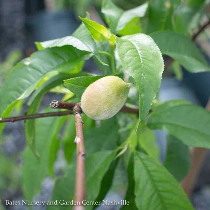 Edible #5 Prunus persica Redhaven/ Semi-dwarf Self-fertile Peach EARLY