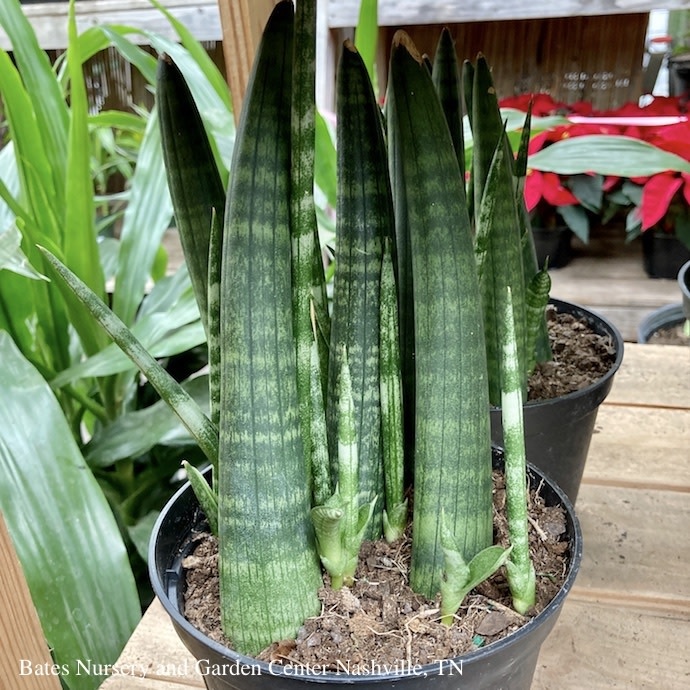 6p! Sansevieria Boncel Fingers /Mother-in-Law Tongue /Snake Plant /Tropical