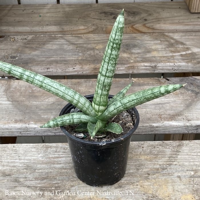 4p! Sansevieria Starfish /Mother-in-Law Tongue /Snake Plant /Tropical