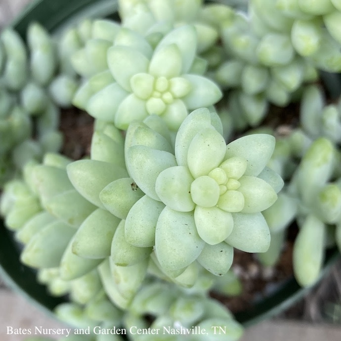 4p! Burro's Tail /Donkey Tail Succulent /Tropical
