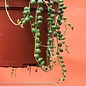 4.5p! Senecio Row / String of Pearls Succulent /Tropical