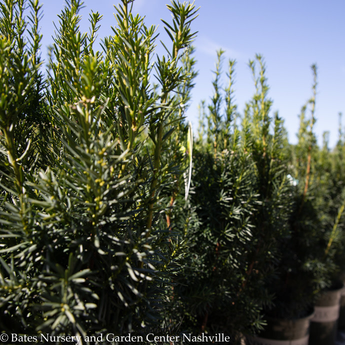 #7 Taxus x media Hicksii/ Upright Yew