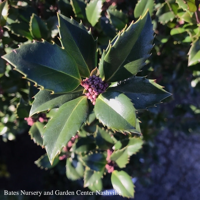 #2s Ilex x meserveae Castle Wall/ Blue Holly (male)