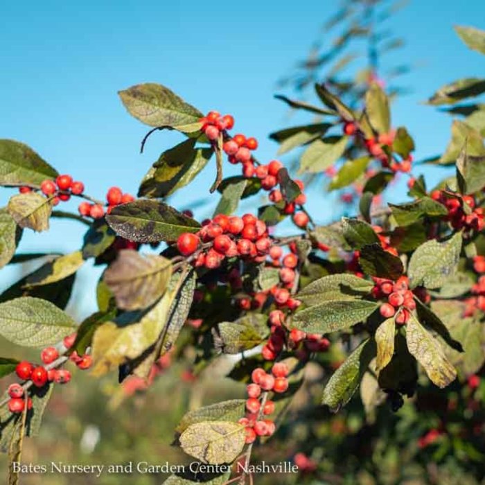 #5 Ilex verticillata/ Deciduous Winterberry Holly Native (TN)