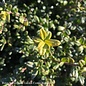 Topiary Cone #3 Ilex cre Compacta/Japanese Holly (female)