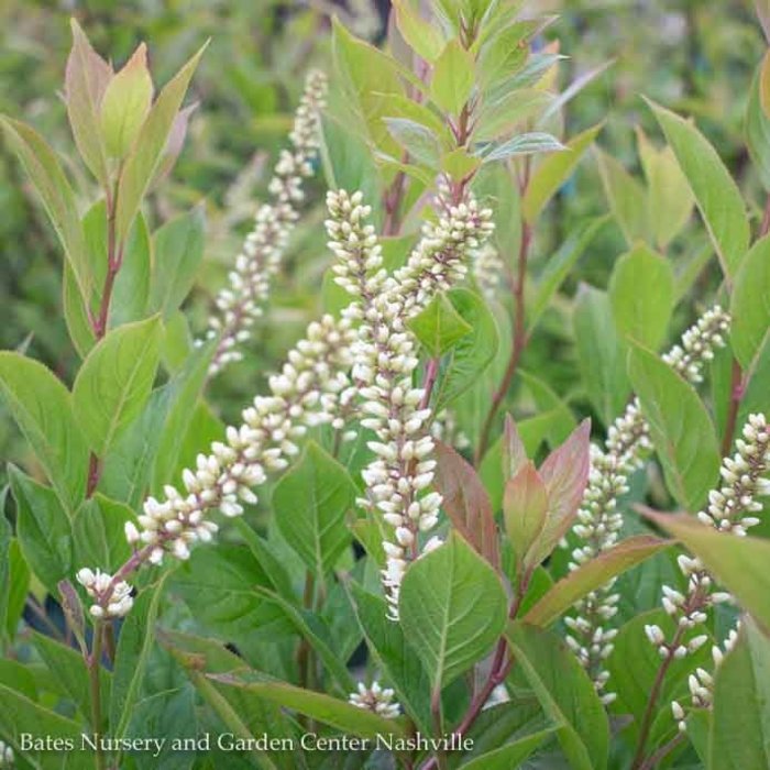 #3 Itea virginica PW Little Henry/ Dwarf Virginia Sweetspire Native (TN)