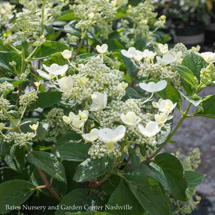 #3 Hydrangea pan Quick Fire/Panicle White to Pink-red