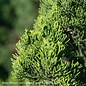 #15 Juniperus Torulosa/Hollywood Juniper