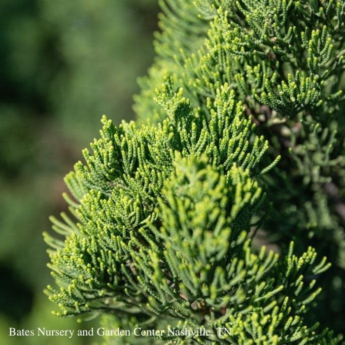#5 Juniperus chin Torulosa/Hollywood Chinese Juniper Upright