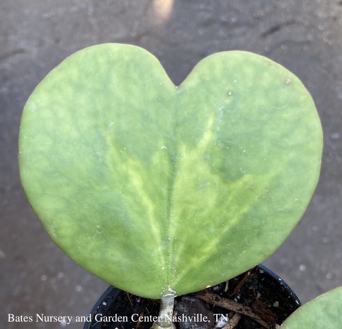 2.5p! Hoya Kerrii Variegated Heart-shape /Tropical