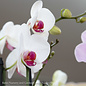 3.5p! Orchid Phalaenopsis Multi /Tropical