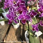 4p! Orchid Phalaenopsis Dbl Ceramic /Tropical
