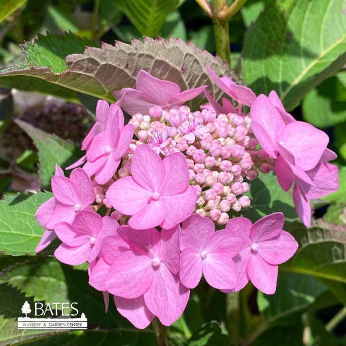 #3 Hydrangea serr PW Let's Dance 'Can Do'/ Bigleaf Lacecap Rebloom Pink to Violet