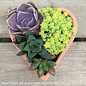 4P Terracotta Heart w/ Succulent Combo