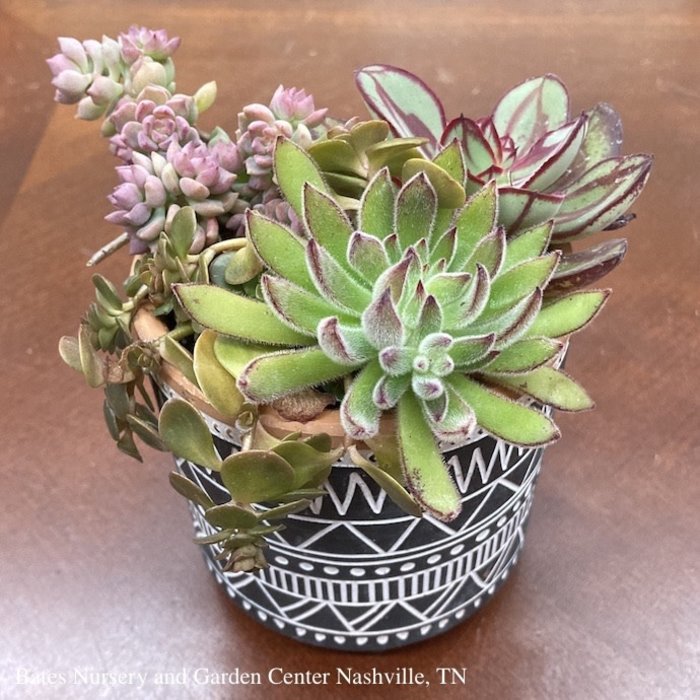 3.5P Austin Planter w/ Succulent Assortment