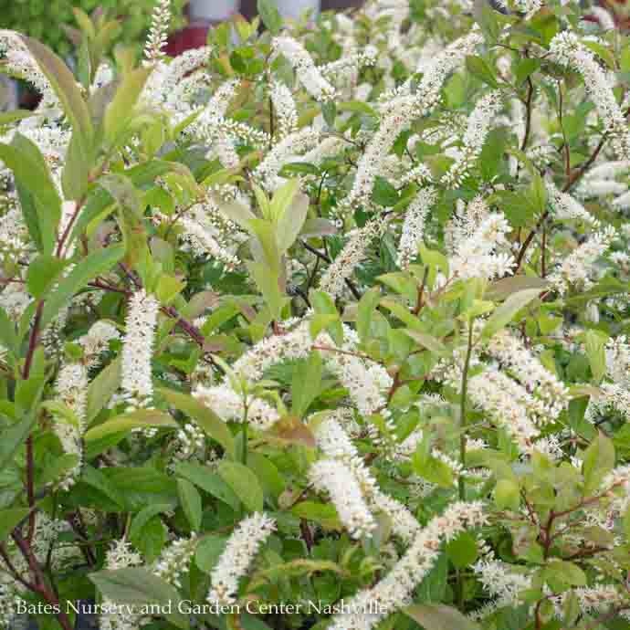 Pollinator-Friendly Shrubs