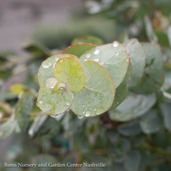 Tropical #1 Eucalyptus cinerea/ Bush - No Warranty