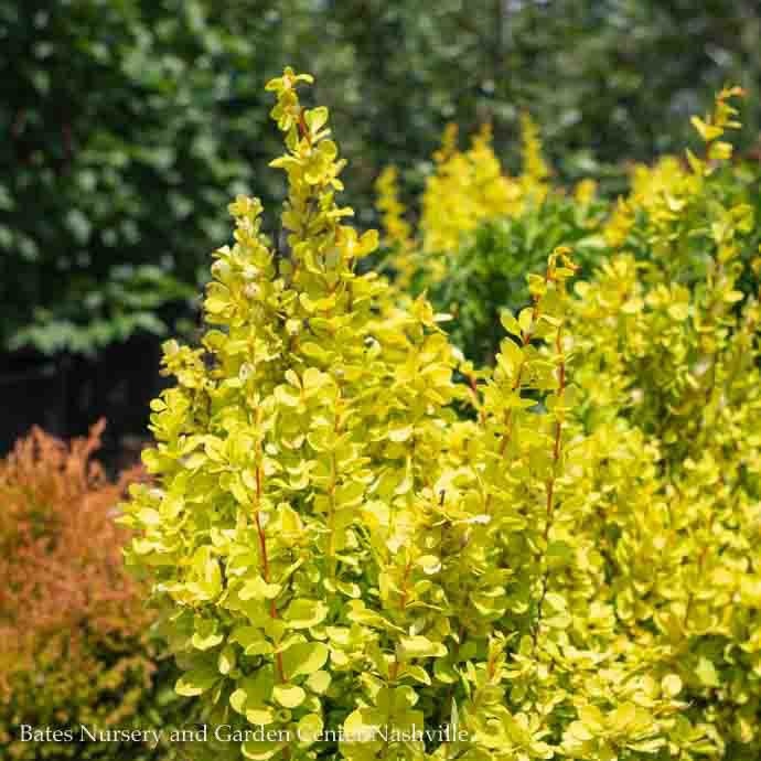 #3 Berberis thun PW Sunjoy Gold Pillar/ Barberry