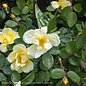 #2 Rosa SUNNY Knock Out/ Yellow Shrub Rose - No Warranty