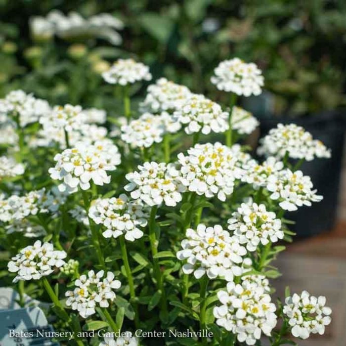 #1 Iberis semp Alexander's White/ Candytuft