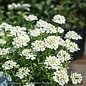 #1 Iberis semp Alexander's White/ Candytuft