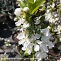 Edible #3 Prunus x Romeo/ Tart Cherry SHRUB FORM - No warranty