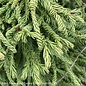 #6 Cryptomeria japonica Spiralis/ Granny's Ringlets Japanese False Cedar