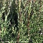 #10 Juniperus virg Taylor/ Upright Juniper Native (TN)
