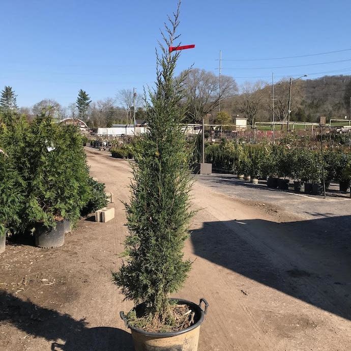 #7 Juniperus virg Taylor/ Upright Juniper Native (TN)