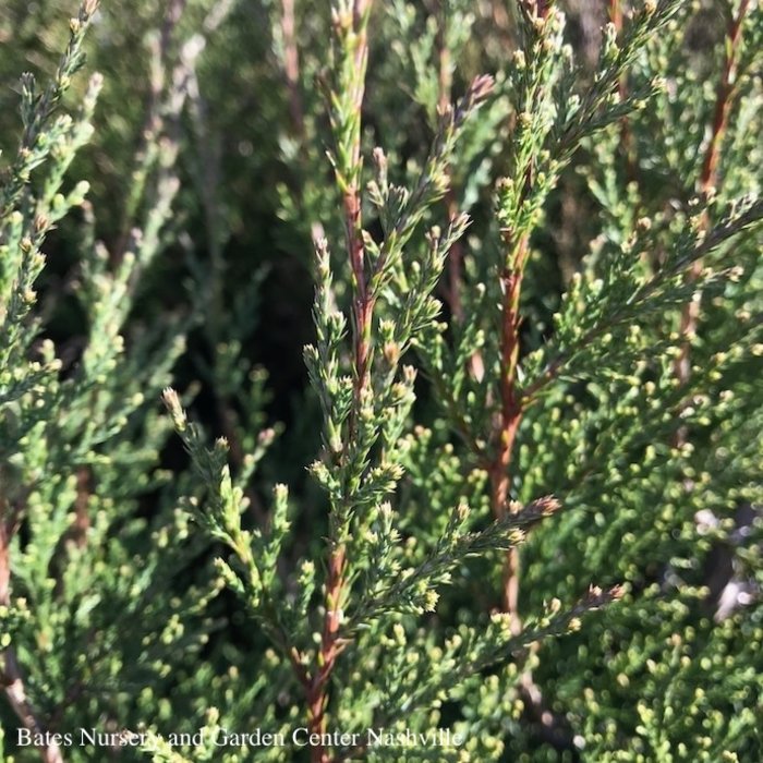 #20 6-7' Juniperus virg Taylor/Juniper Upright  Native (TN) - No Warranty