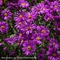 QP Aster (Symphyotrichum) nov-ang Purple Dome/ New England Native (TN)