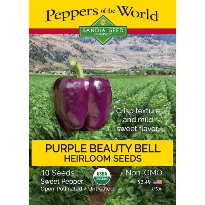 Seed Pepper Bell Purple Beauty Sweet Heirloom Organic - Capsicum annuum