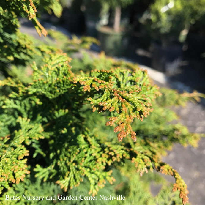 #6 Chamaecyparis obt Iseli Green/ Hinoki Falsecypress